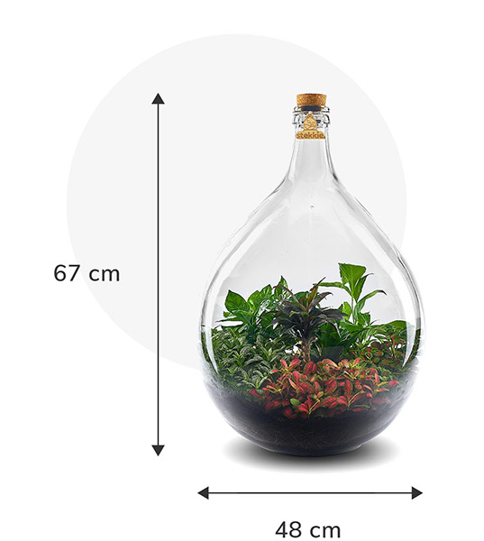 Stekkie Extra-large ecosysteem met planten in een afgesloten glazen fles. Afmetingen zijn 67 cm hoog en 48 cm breed
