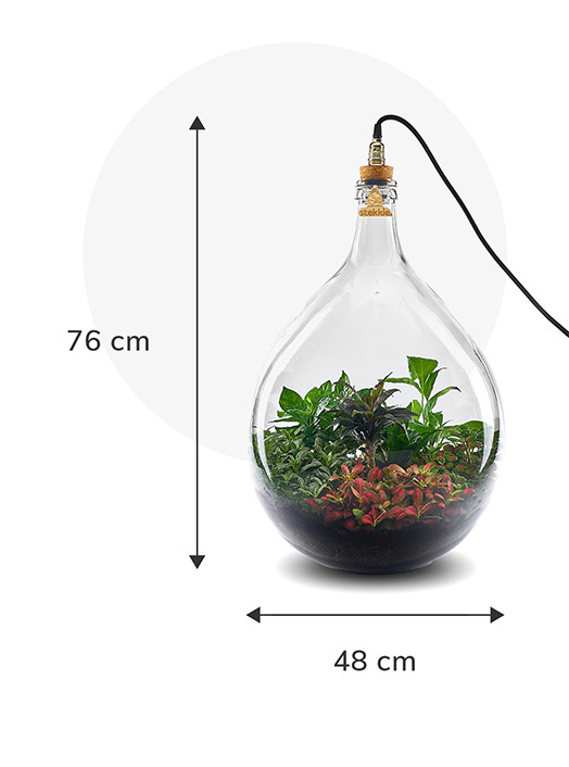 Stekkie Extra-large ecosysteem met planten in een afgesloten glazen fles met lamp. Afmetingen zijn 76 cm hoog en 48 cm breed