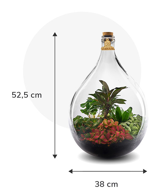 Stekkie Large ecosysteem met planten in een afgesloten glazen fles. Afmetingen zijn 52,5 cm hoog en 38 cm breed