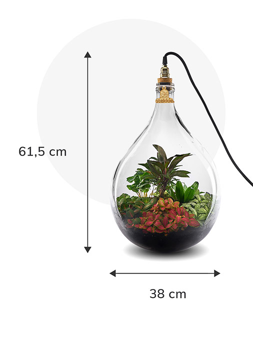 Stekkie Large ecosysteem met planten in een afgesloten glazen fles met lamp. Afmetingen zijn 61,5 cm hoog en 38 cm breed