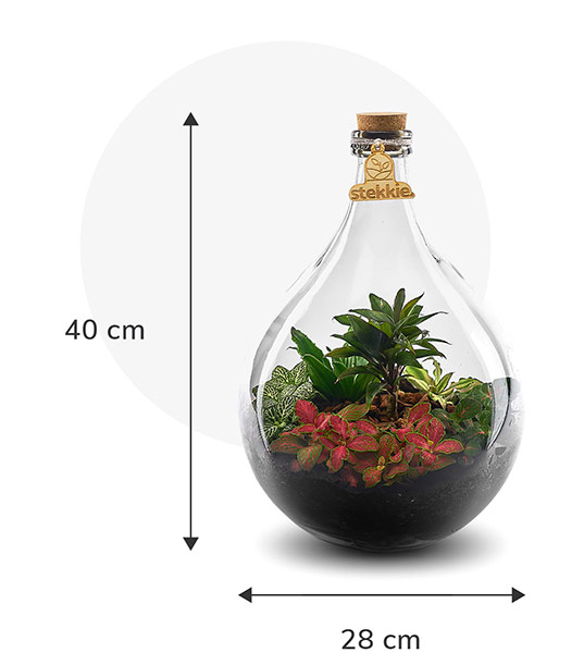 Stekkie Medium ecosysteem met planten in een afgesloten glazen fles. Afmetingen zijn 40 cm hoog en 28 cm breed