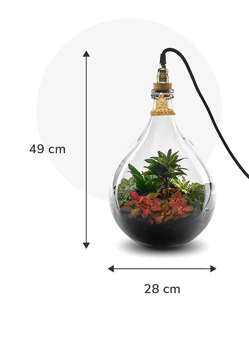 Stekkie Medium ecosysteem met planten in een afgesloten glazen fles met lamp. Afmetingen zijn 49 cm hoog en 28 cm breed