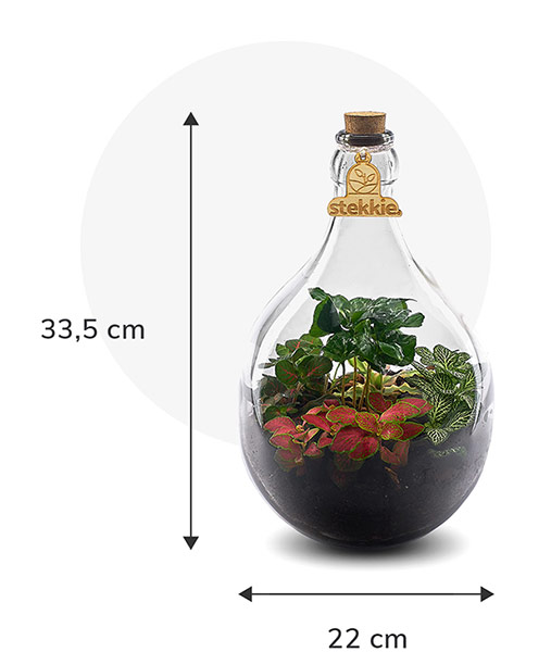Stekkie Small ecosysteem met planten in een afgesloten glazen fles. Afmetingen zijn 33,5 cm hoog en 22 cm breed