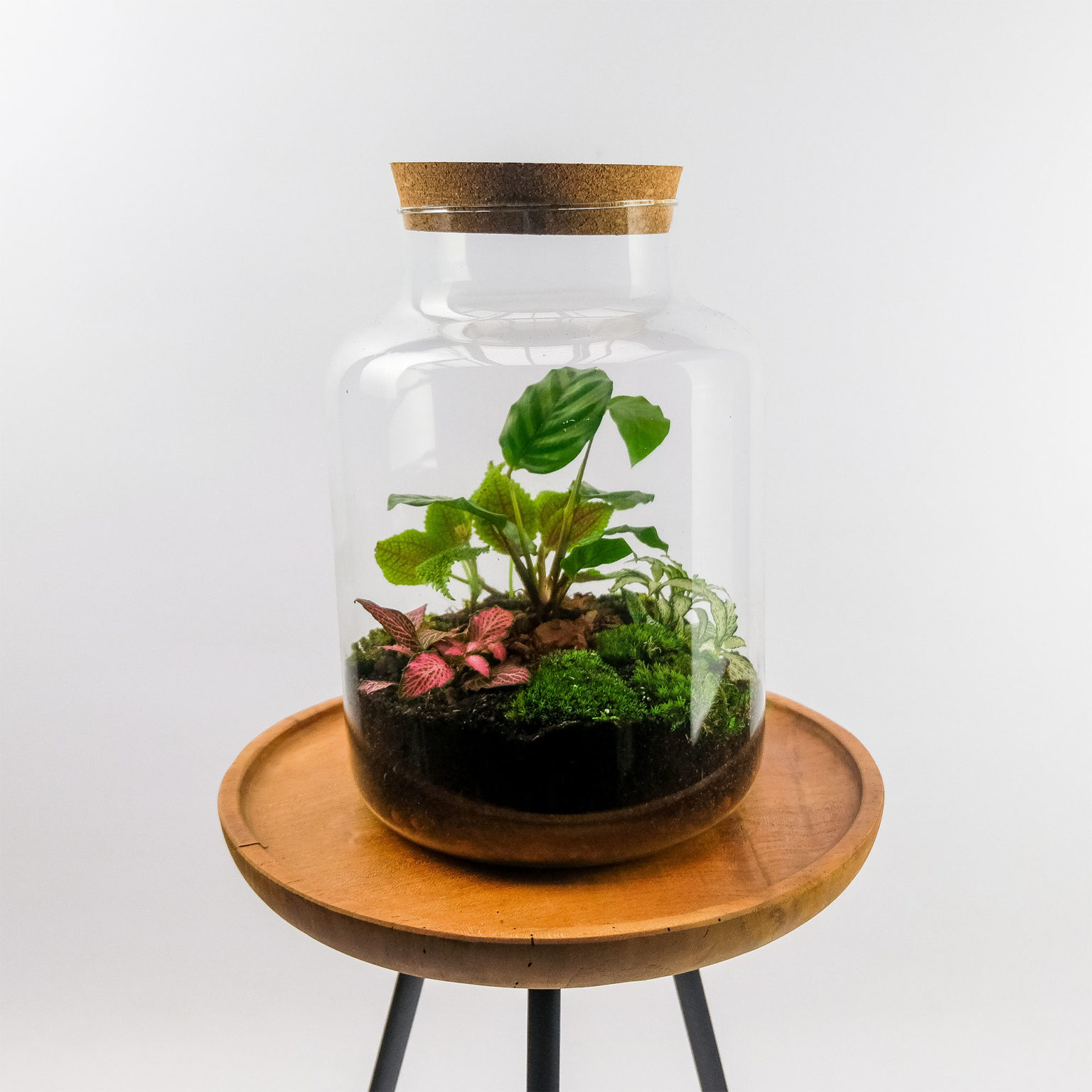 Melkbus Planten Terrarium Ecosysteem Plant Calathea Cm Mini Ecosysteem