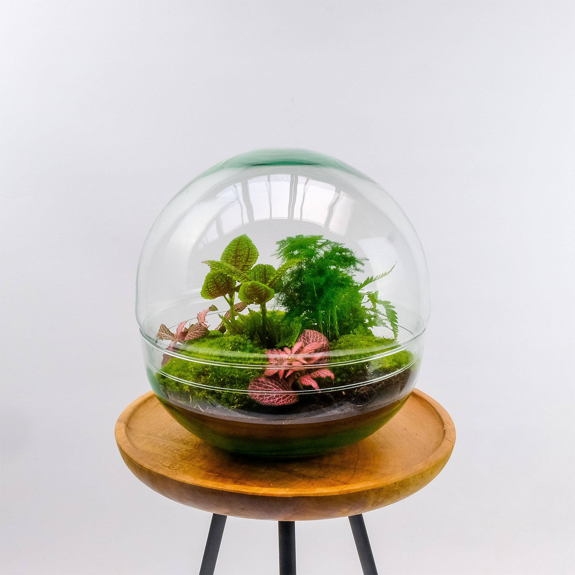 type doorboren Alexander Graham Bell Dome planten terrarium - Ecosysteem plant pilea - ↑30 cm - Mini-ecosysteem